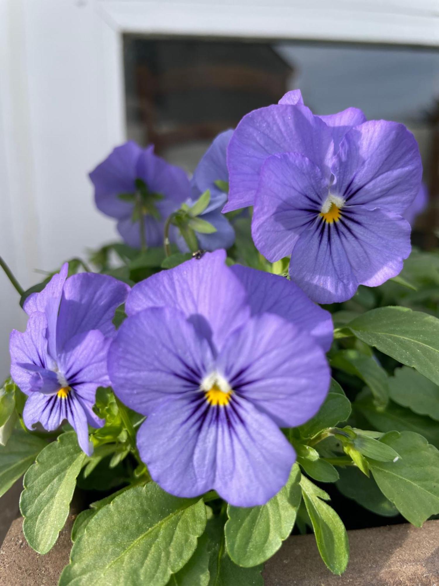 Les Hortensias Espoey Εξωτερικό φωτογραφία