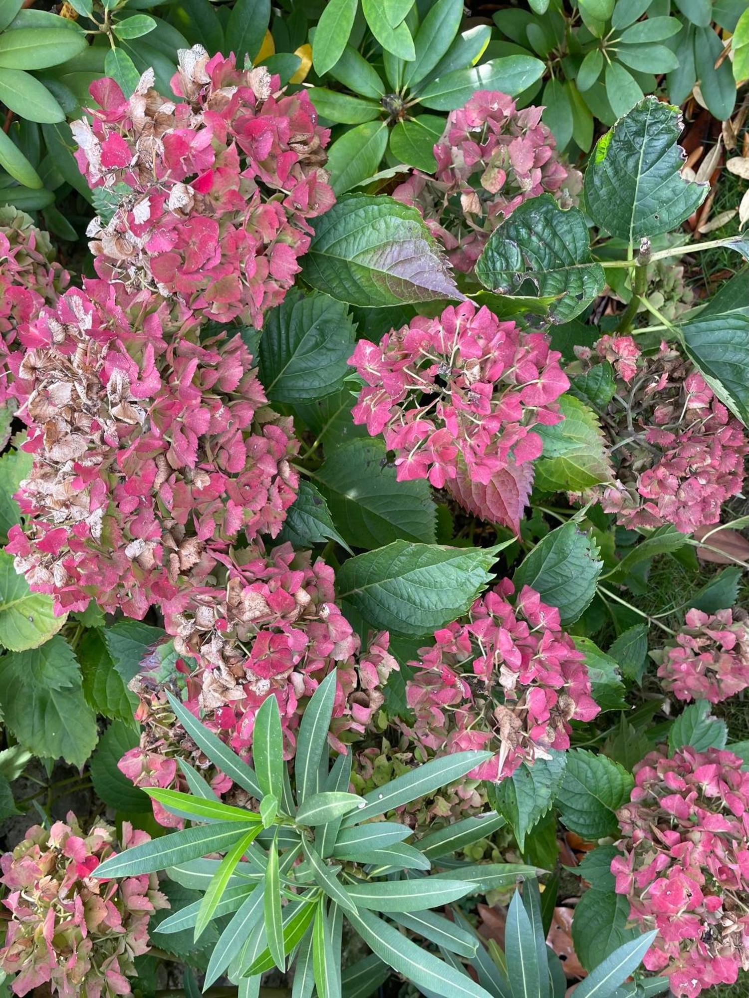 Les Hortensias Espoey Εξωτερικό φωτογραφία